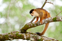 Central American squirrel monkey or red-backed squirrel monkey