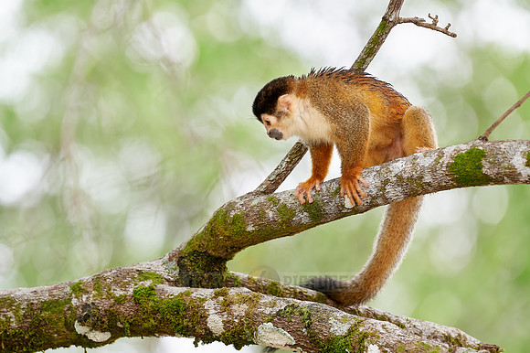 Central American squirrel monkey or red-backed squirrel monkey