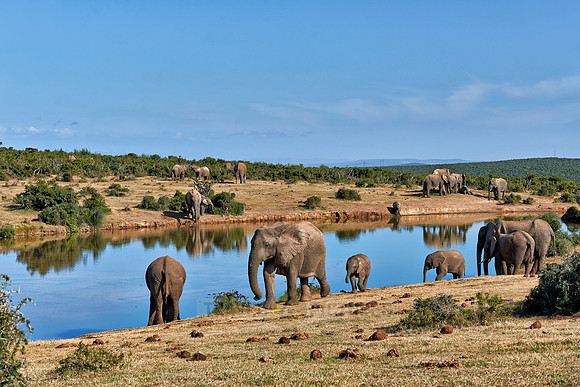 herd of African bush elephant