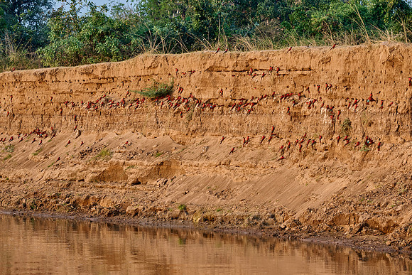 Kolonie Karminspinte (Merops nubicus) |southern carmine bee-eater (Merops nubicoides)|