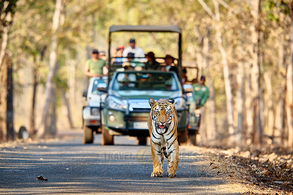 Bengal tiger (Panthera tigris tigris) walking in front of safari cars