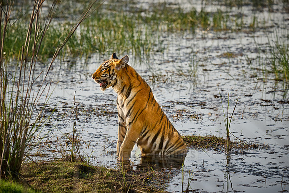 Bengal tiger cub inside a lake (Panthera tigris tigris)