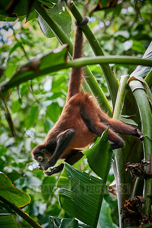 ornate spider monkey (Ateles geoffroyi ornatus)