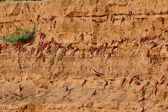 Kolonie Karminspinte (Merops nubicus) |southern carmine bee-eater (Merops nubicoides)|