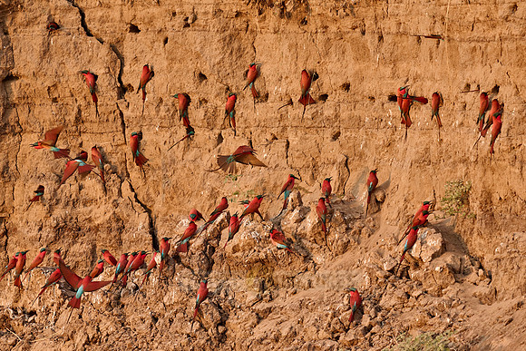 Kolonie Karminspinte (Merops nubicus) |southern carmine bee-eater (Merops nubicoides)|