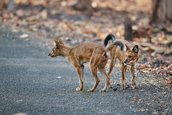 pack of dhole (Cuon alpinus) or indian wild dog