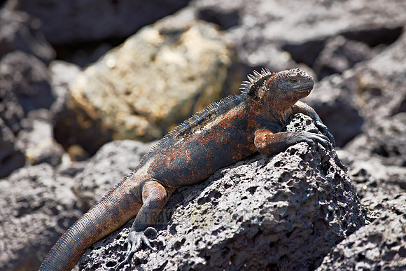 Marine Iguana, Amblyrhynchus cristatus