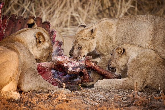 pride of lioness (Panthera leo) at buffalo kill