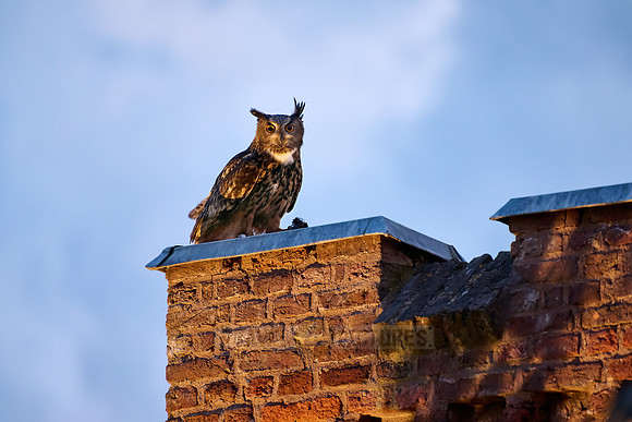 Eurasian eagle-owl (Bubo bubo) on a roof