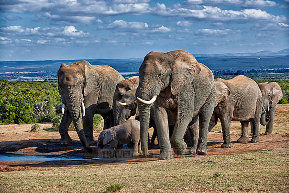 herd of African bush elephant