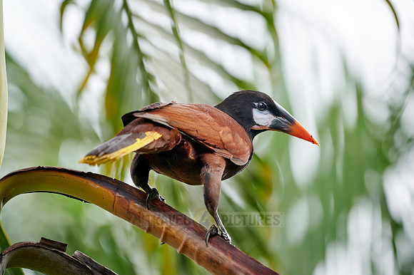 Montezuma Oropendola (Psarocolius montezuma)