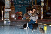 Jumping Cat in Nga Phe Kyaung Monastery