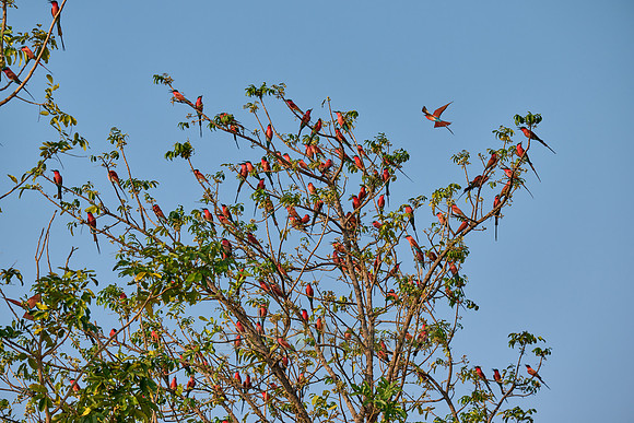 Karminspinte (Merops nubicus) |southern carmine bee-eater (Merops nubicoides)|