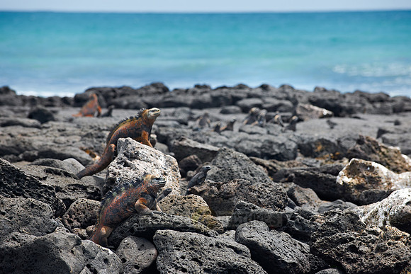 Marine Iguana, Amblyrhynchus cristatus