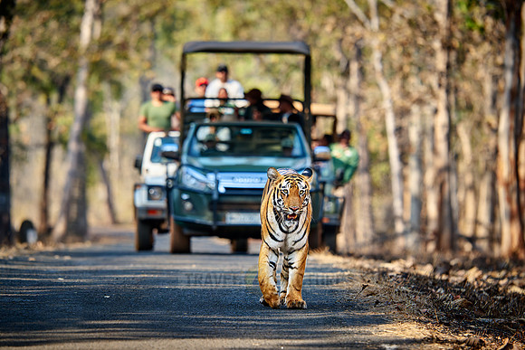 Bengal tiger (Panthera tigris tigris) walking in front of safari cars