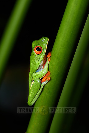 red-eyed tree frog or Agalychnis callidryas