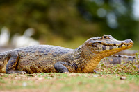 yacare caiman