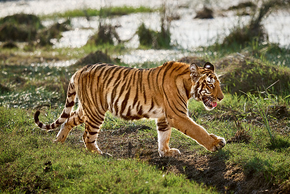 Bengal tiger cub (Panthera tigris tigris)