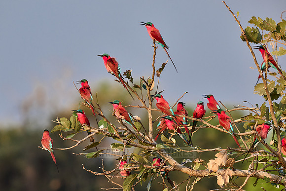 Karminspinte (Merops nubicus) |southern carmine bee-eater (Merops nubicoides)|