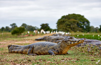 yacare caiman