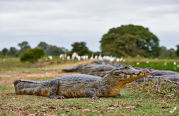 yacare caiman