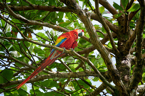 Scarlet macaw (Ara macao)