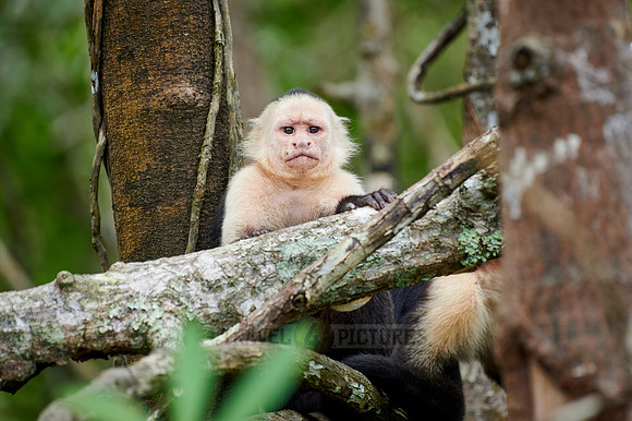 Panamanian white-faced capuchin (Cebus imitator)