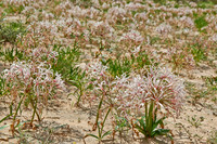 vleilelie, Nerine laticoma