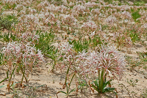 vleilelie, Nerine laticoma