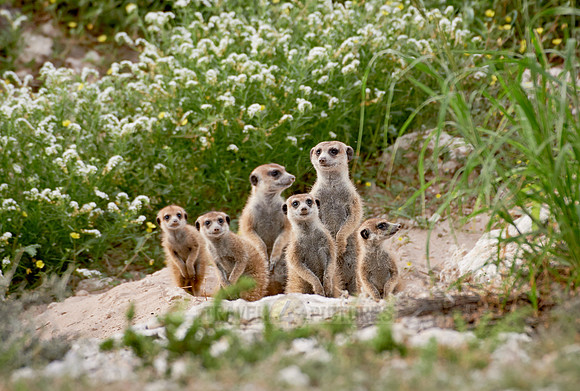 meerkat or suricate, Suricata suricatta