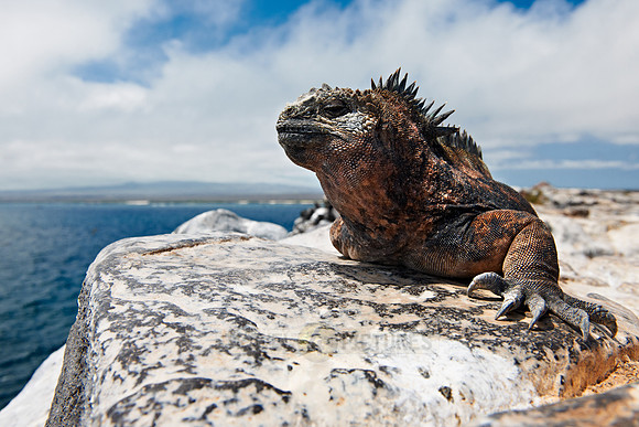 Marine Iguana, Amblyrhynchus cristatus