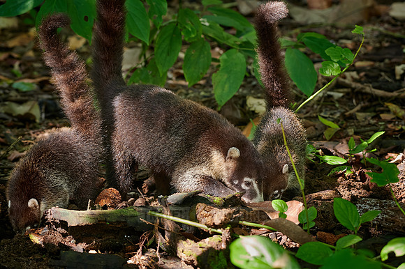 White-nosed Coati, Nasua narica