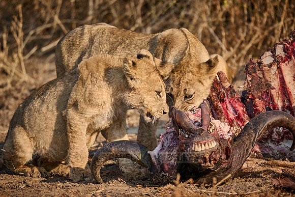 lion cubs (Panthera leo) at buffalo kill