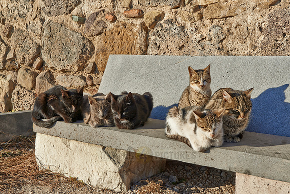 group of cats sitting  at Medieval fortress