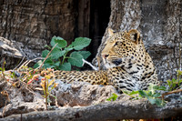African leopard (Panthera pardus pardus)