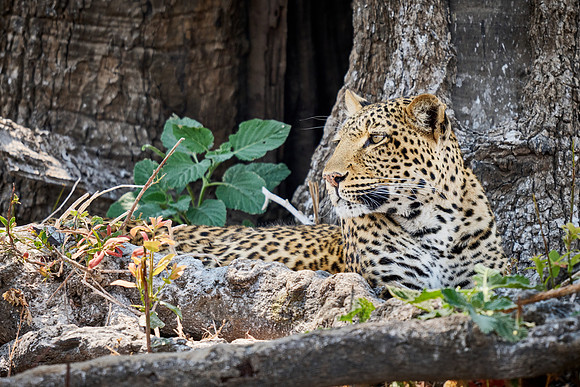 African leopard (Panthera pardus pardus)