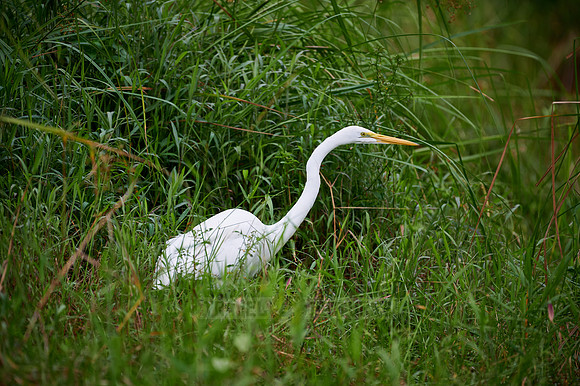 great egret (Ardea alba)