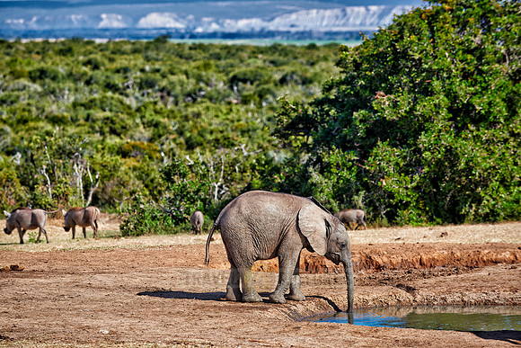young African bush elephant