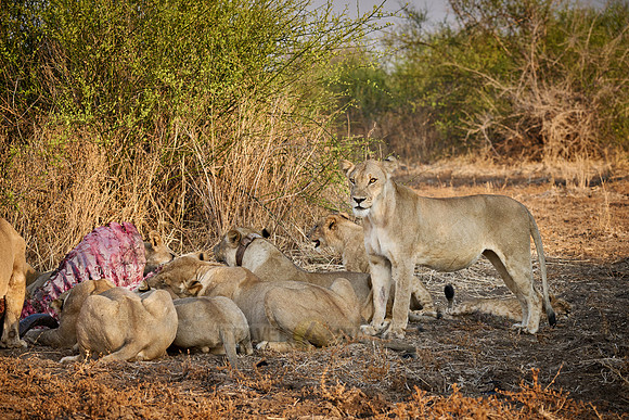 pride of lioness (Panthera leo) at buffalo kill