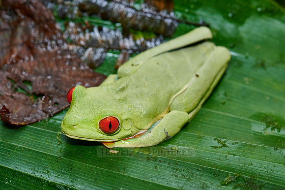 red-eyed tree frog or Agalychnis callidryas