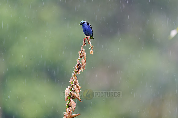 red-legged honeycreeper (Cyanerpes cyaneus)