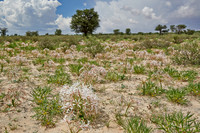 vleilelie, Nerine laticoma