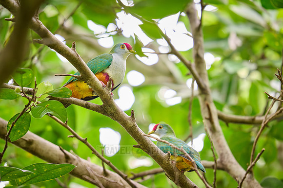 Beautiful Fruit-dove also known as the rose-fronted pigeon or crimson-capped fruit dove