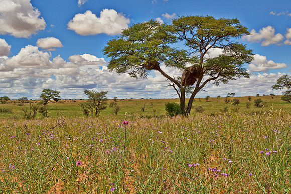 landscape with acacia tree in Kalahari