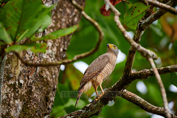 roadside hawk (Rupornis magnirostris)