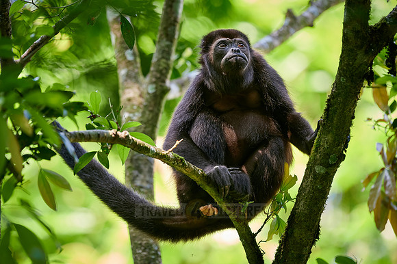 mantled howler (Alouatta palliata)