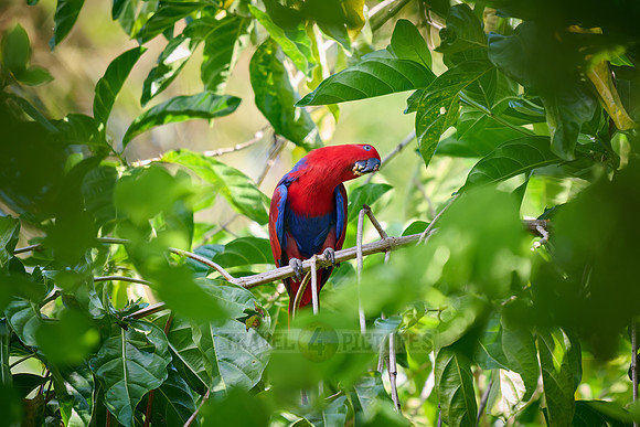 Papuan eclectus, red-sided eclectus or New Guinea eclectus, Eclectus roratus