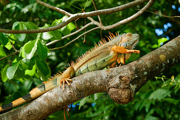 male green iguana