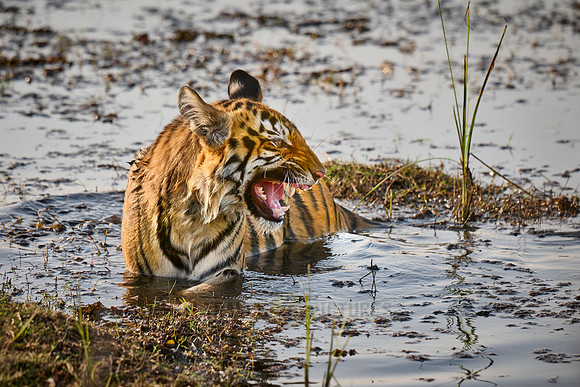 Bengal tiger cub inside a lake (Panthera tigris tigris)