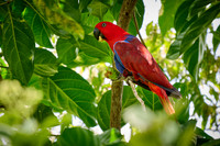 Papuan eclectus, Eclectus roratus, Raja Ampat 03-2024